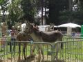 fete 2016 (126).jpg